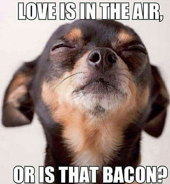 A dog with his eyes closed sniffing the air and text: Love is in the air, or is that bacon?