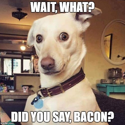 A funny looking white dog and text: Wait, what? Did you say bacon?