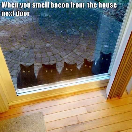 Five cats looking inside a glass door and text: When you smell bacon from the house next door. 