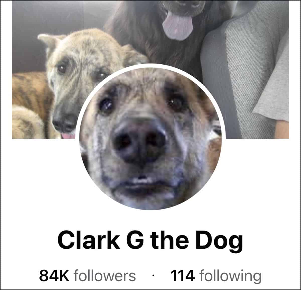 A screenshot of the Facebook page for Clark G the Dog.